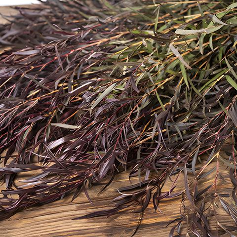 Agonis greenery bulk wedding flowers