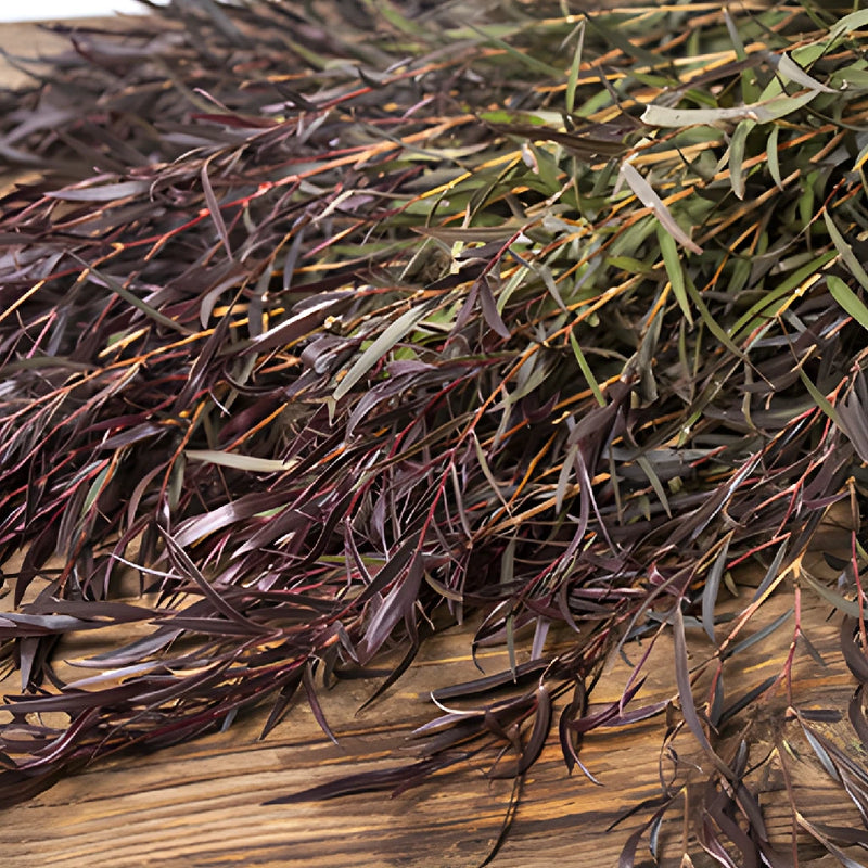 Agonis greenery bulk wedding flowers