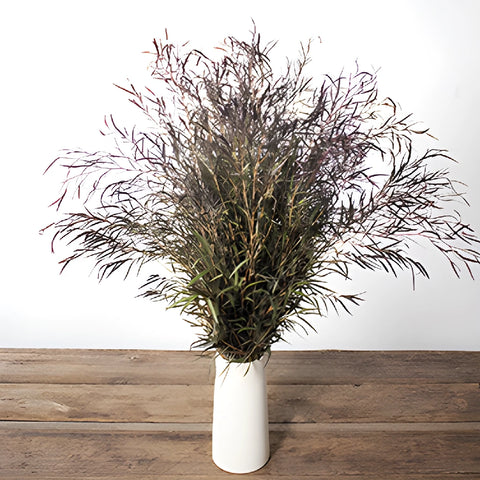 Agonis greenery flowers for delivery