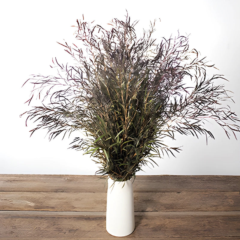 Agonis greenery flowers for delivery