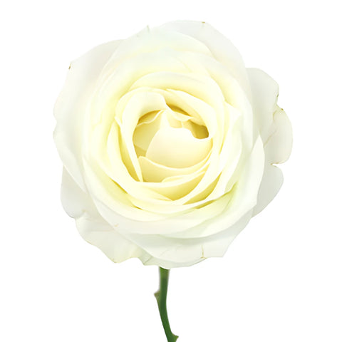 White Akito Sweetheart Roses