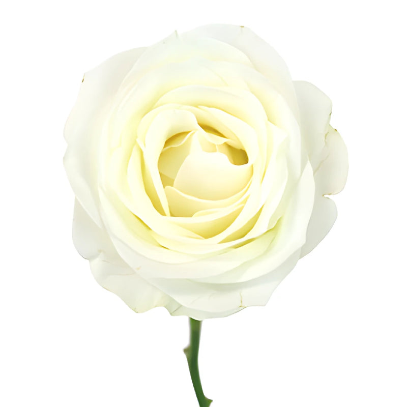 White Akito Sweetheart Roses