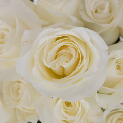 Akito White Bulk Rose Close Up - Image