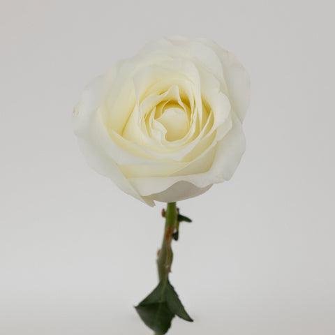 Akito White Bulk Rose Stem - Image