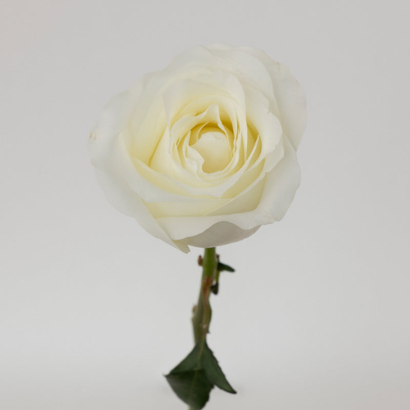 Akito White Bulk Rose Stem - Image