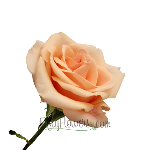 Perfect Peach Alejandra Rose