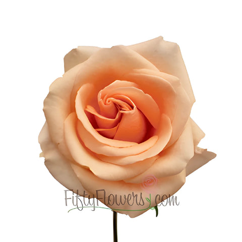 Perfect Peach Alejandra Rose