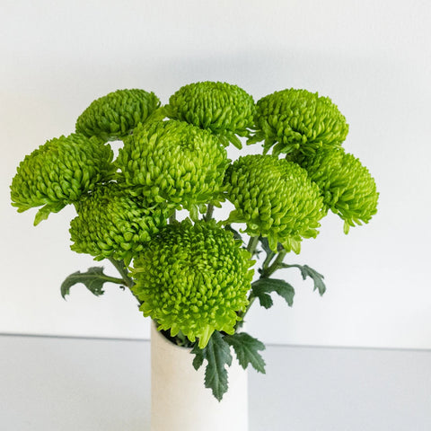 Alemani Vase - Image