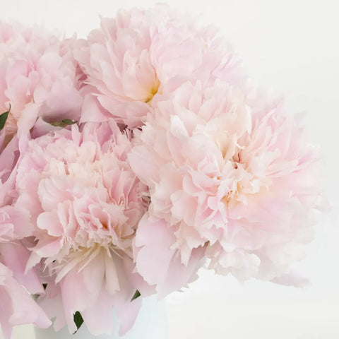 Alertie Pink Peonies Close Up - Image