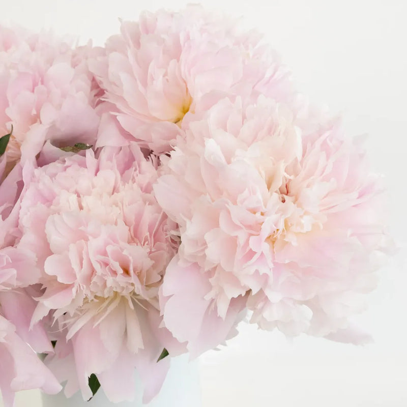Alertie Pink Peonies Close Up - Image