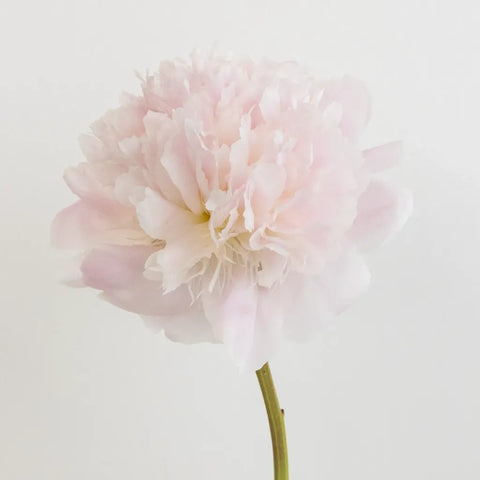 Alertie Pink Peonies For Mothers Day Stem - Image