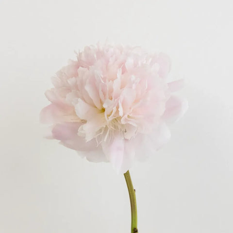 Alertie Pink Peonies Stem - Image