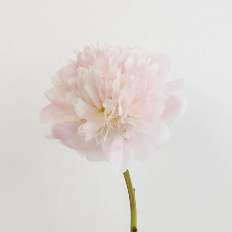 Alertie Pink Peonies Stem - Image
