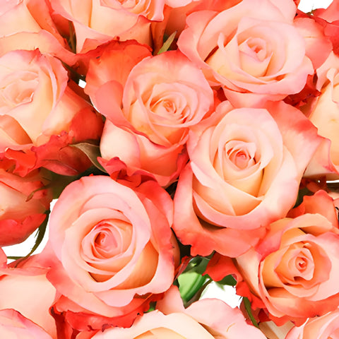 Peach Cobbler Sweetheart Roses