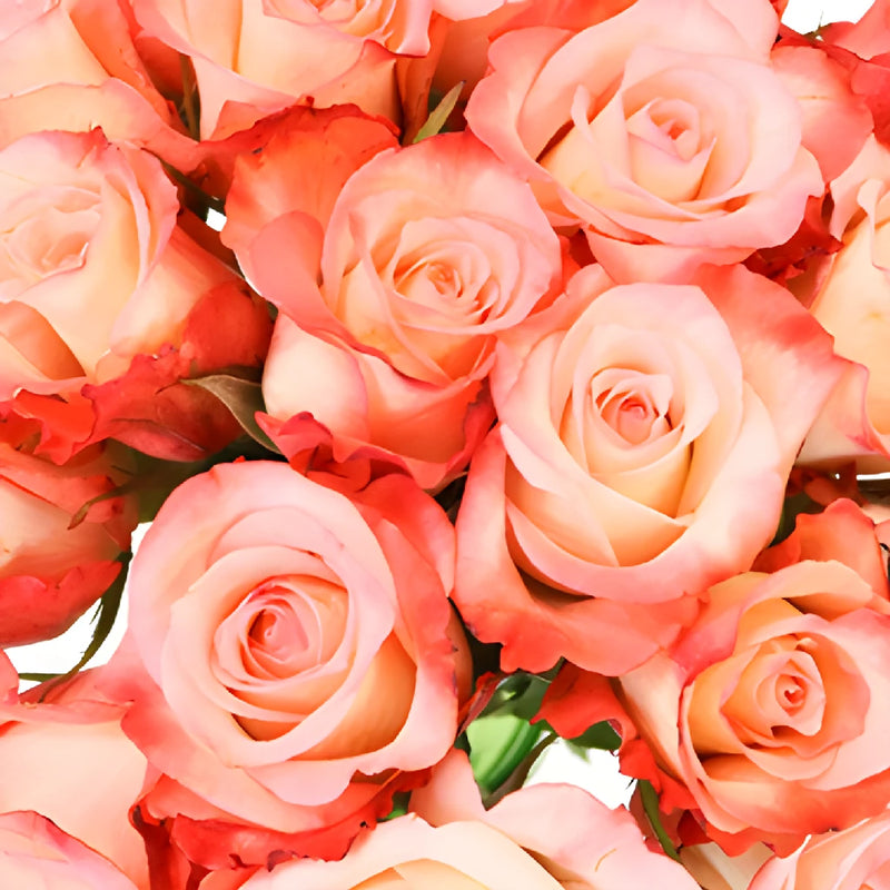 Peach Cobbler Sweetheart Roses