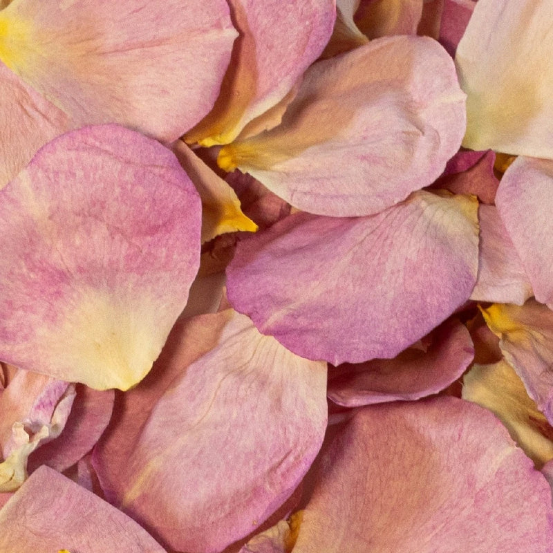 All Dressed Up Pink Dried Rose Petals Close Up - Image