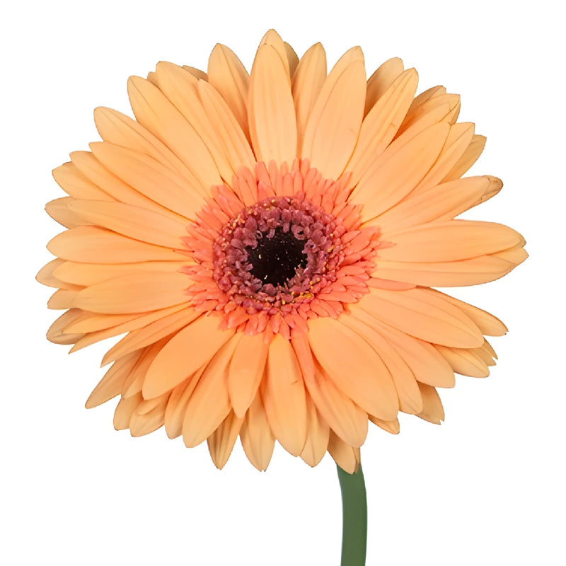 Gerbera Daisy Alliance Peach Flower Up close
