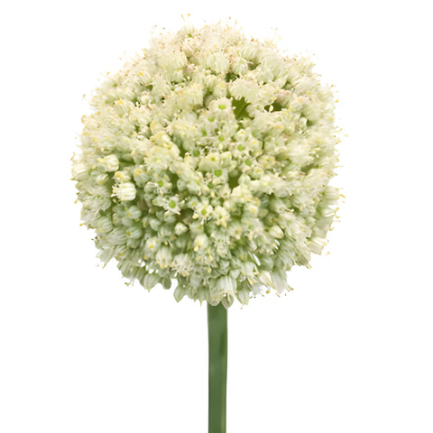 Snow White Globe Allium Flowers
