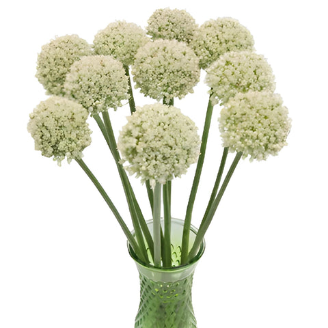 Snow White Globe Allium Flowers