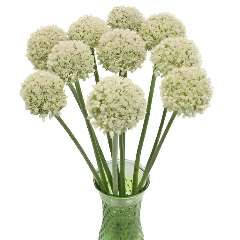 Snow White Globe Allium Flowers