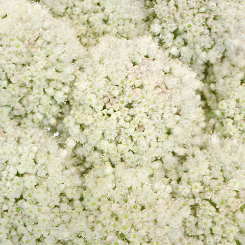 Snow White Globe Allium Flowers