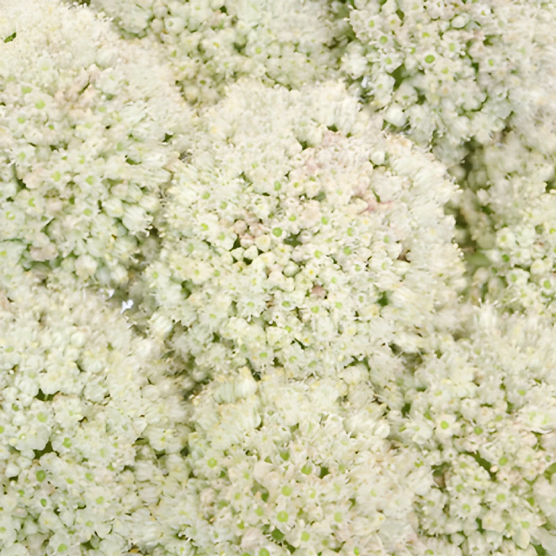 Snow White Globe Allium Flowers