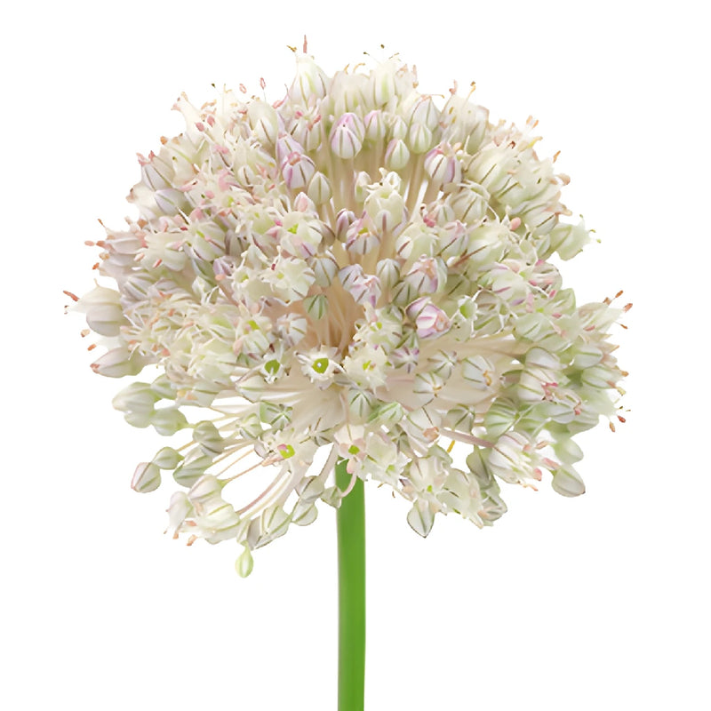 Snow White Globe Allium Flowers