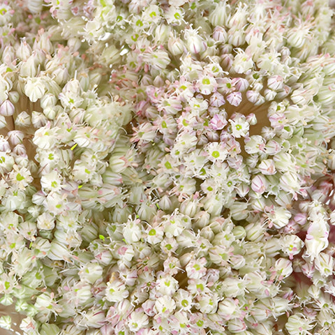 Snow White Globe Allium Flowers