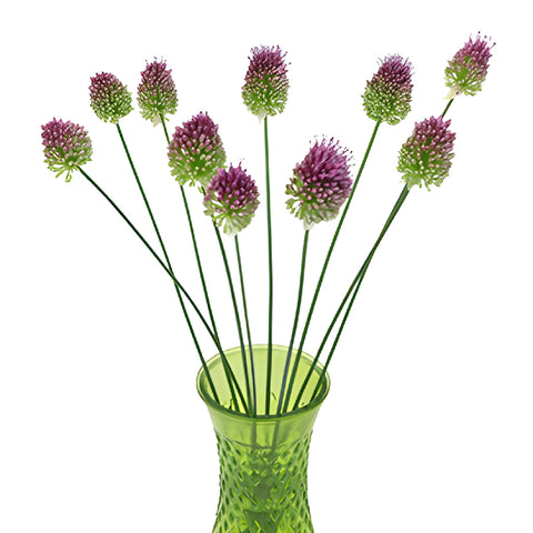 Pinky Green Allium Flowers