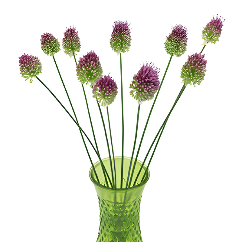 Pinky Green Allium Flowers