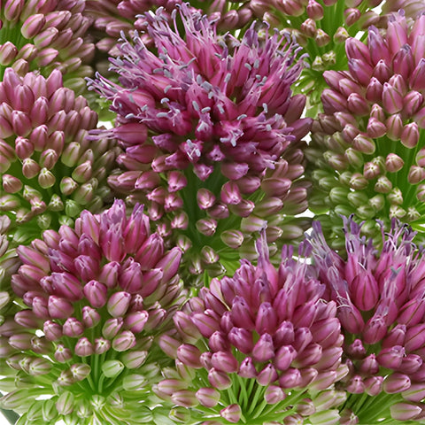 Pinky Green Allium Flowers