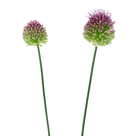 Pinky Green Allium Flowers