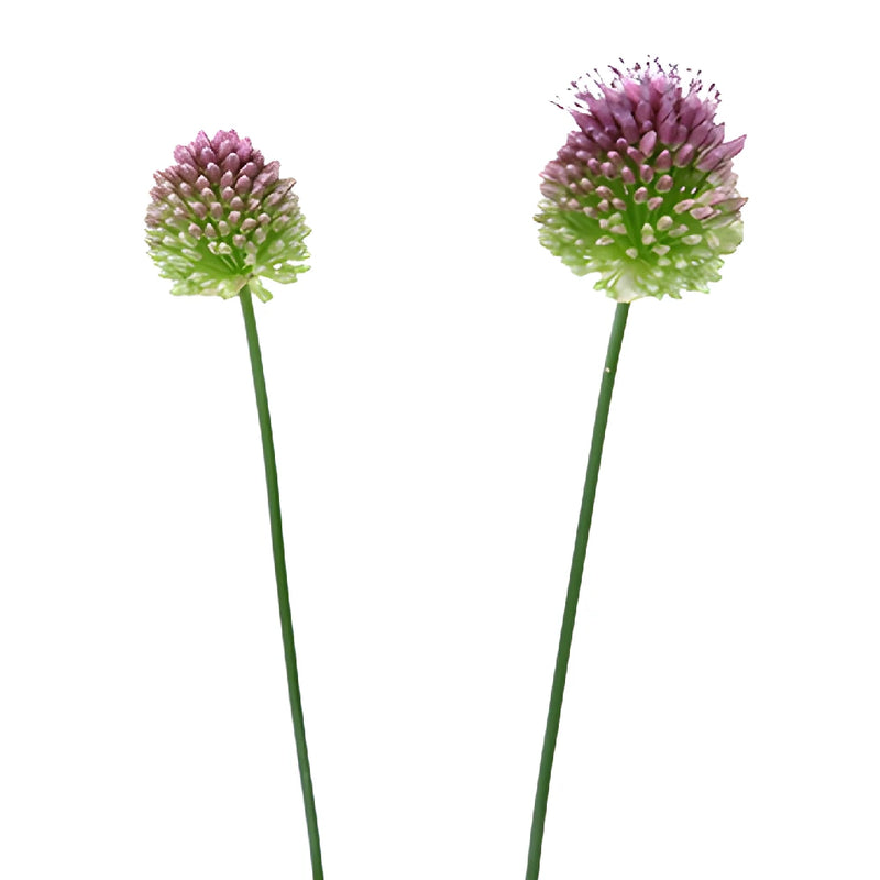 Pinky Green Allium Flowers