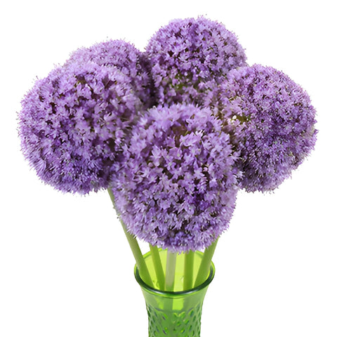 Lavender Globe Allium Flowers