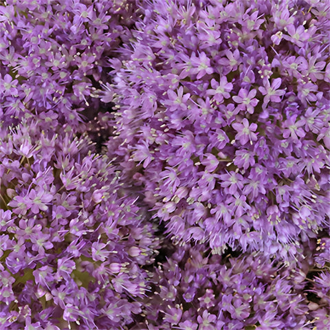 Lavender Globe Allium Flowers