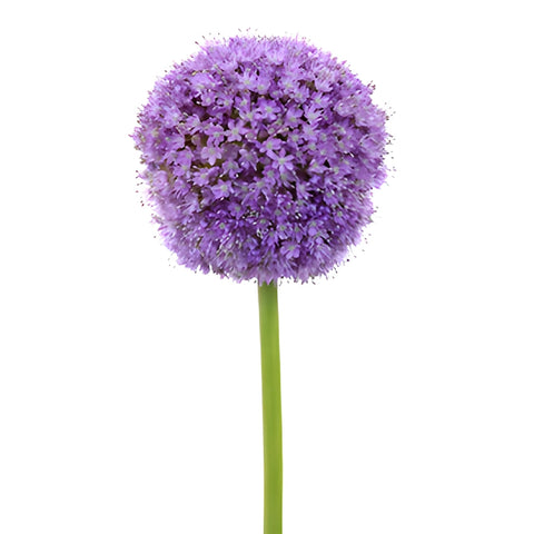 Lavender Globe Allium Flowers