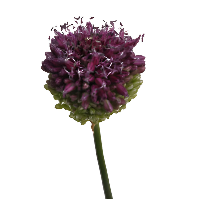 Pinky Green Allium Flowers