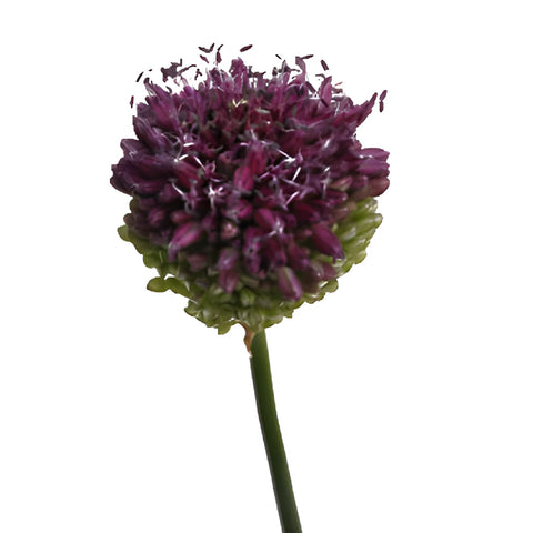 Pinky Green Allium Flowers