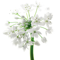 White Spray Allium Flowers