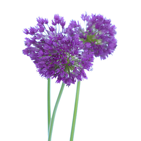 Purple Grape Allium Flowers