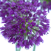 Purple Grape Allium Flowers