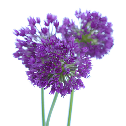 Purple Grape Allium Flowers