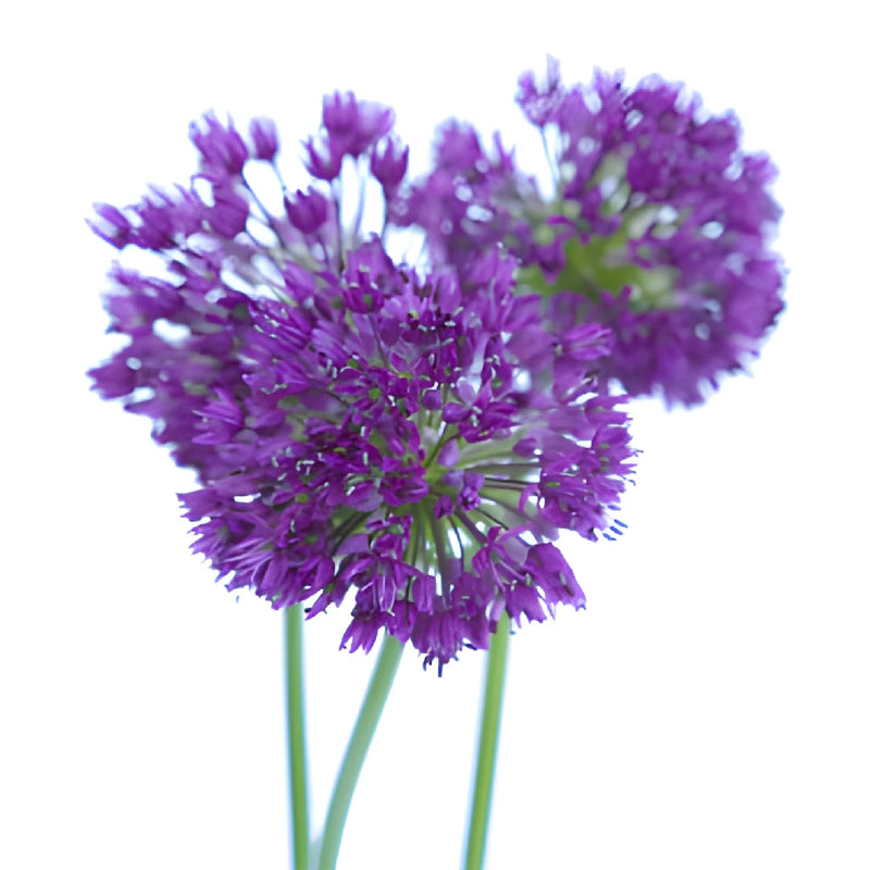 Purple Grape Allium Flowers