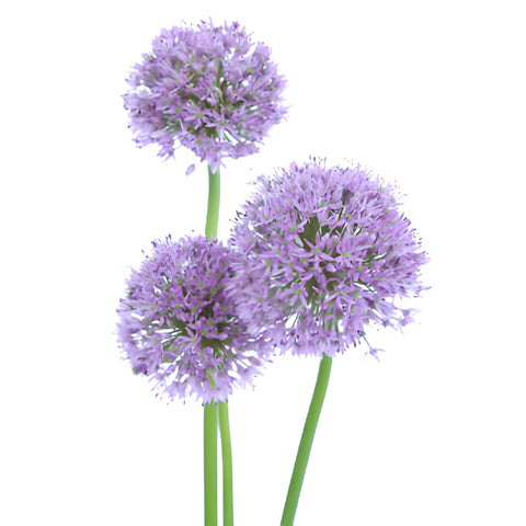 Lilac Lavender Allium Flowers