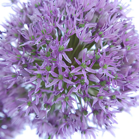 Lilac Lavender Allium Flowers