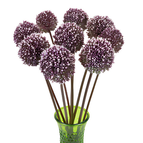 Amethyst Hues Allium Flowers