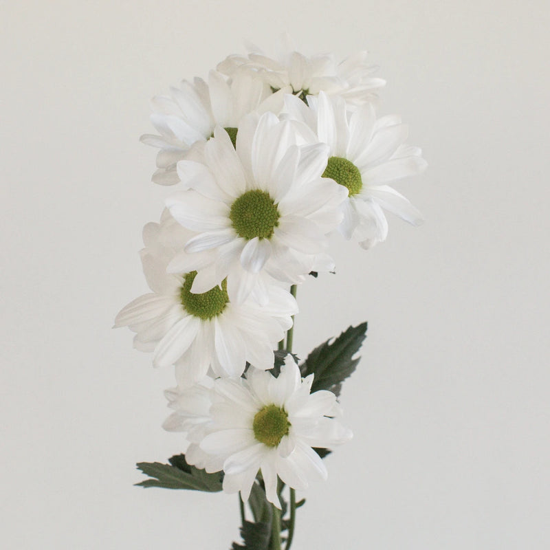 Alma Pom Saf Winner 2018 Stem - Image
