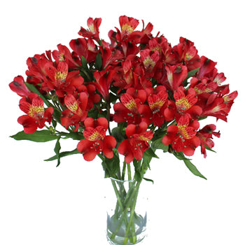 Brick Red alstroemeria Wholesale Flower In a vase