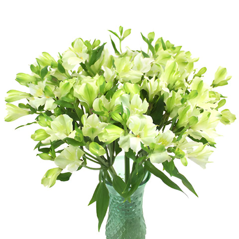 Whtie Alstrecia alstroemeria Wholesale Flower In a vase