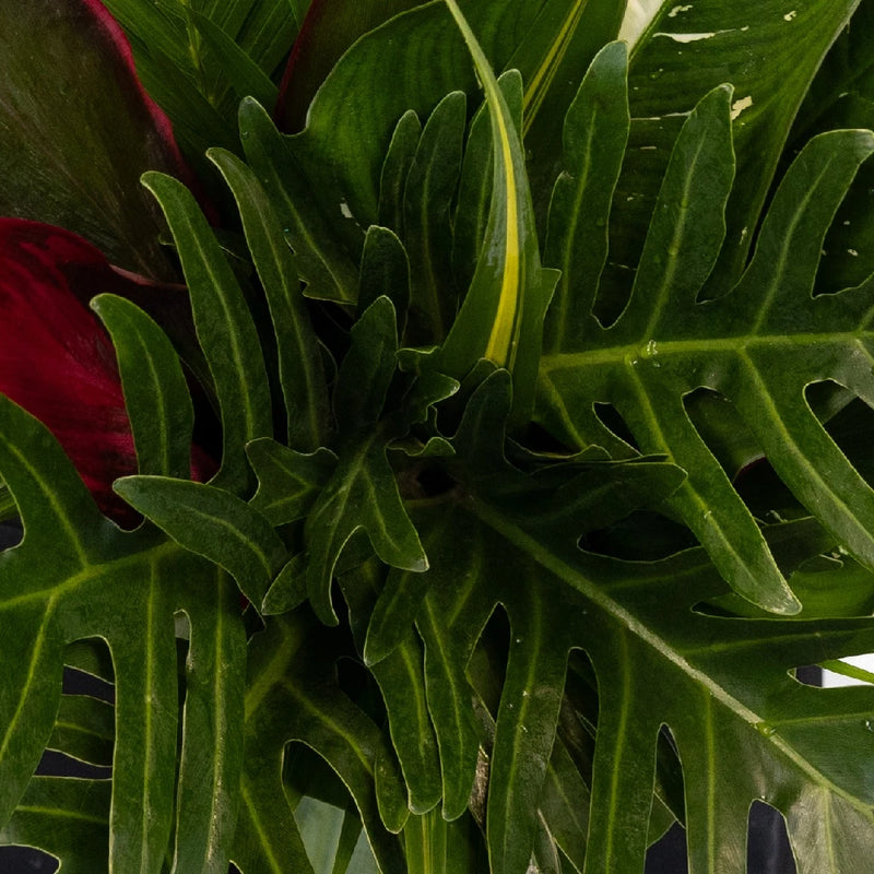 Amazon Diy Flower Kit Close Up - Image